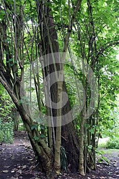 A large central tree trunck surrounded by smaller bamboo trees encircling the larger tree photo