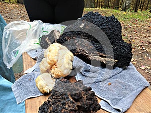 Large chaga and lions mane mushrooms on blue towel