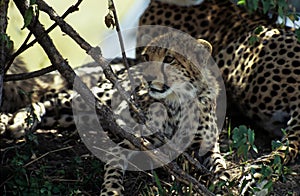 Large cheetah cub