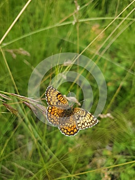 Large chequered butterfly Melitaea phoebe