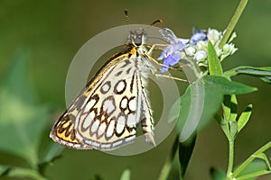 Large chequered skipper