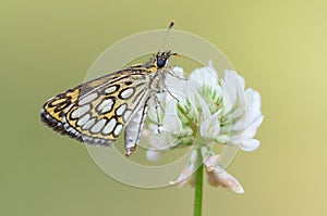 Large Chequered Skipper (Heteropterus morpheus)