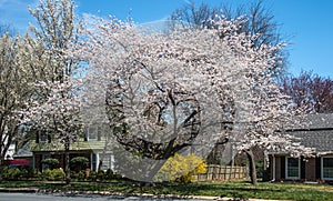 Large cherry blossom tree USA - 2