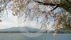 Large cherry tree in bloom at lake kawaguchi and mt fuji in japan