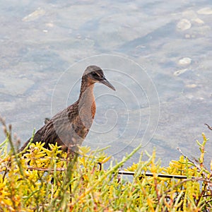 Large chestnut brown Ridgway`s Rail bird emerging out of the vegetatoin