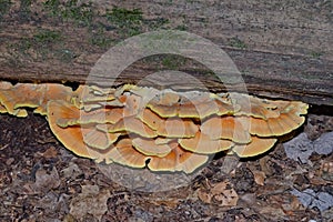 Large Chicken of the Woods fruiting under old log