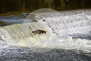 Leaping Up the River: Salmon Fall Migration