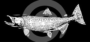 Large Chinook Salmon on black background