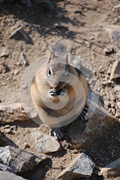 Large Chipmunk