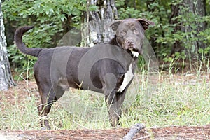 Large Chocolate Labrador mix breed dog outside on leash