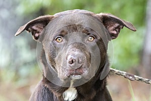 Large Chocolate Labrador mix breed dog outside on leash
