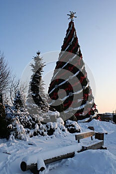 Large christmas tree