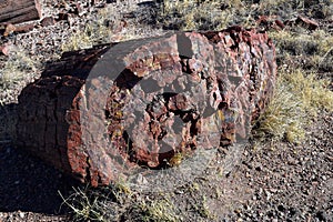 Large Chunk of Petrified Wood in Arizona