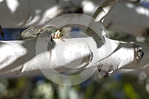 Large Cicada chirping while sitting on an Aspen tree during late summer in Prescott Arizona