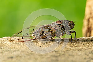 Large Cicada perching on cement floor