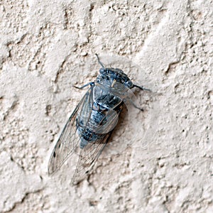 Large cicada on a stone wall