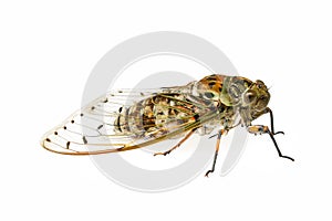 Large cicada on white background