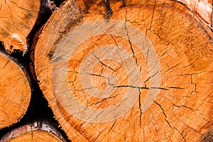 Large circular piece of wood cross section with tree ring texture
