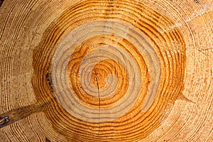 Large circular piece of wood cross section with tree rings