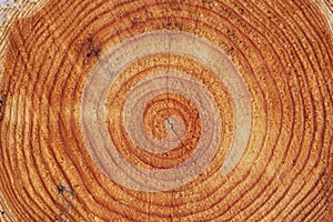 Large circular piece of wood cross section with tree rings