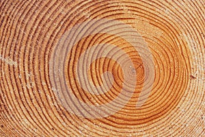 Large circular piece of wood cross section with tree rings