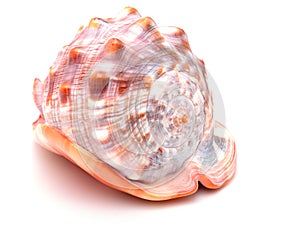 Large clam shell from a spiral side view on an isolated background