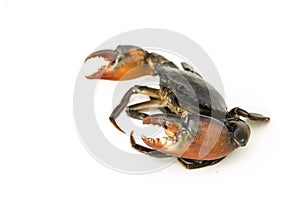 Large claw Mud Crab