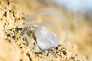 Large clear pure transparent great royal crystal of quartz chalcedony diamond brilliant on nature blurred bokeh