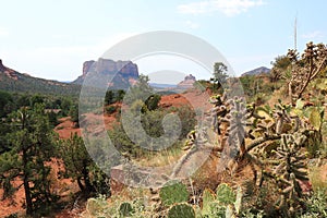 Panorama of the Grand Canyon National Park with Joshua Tree