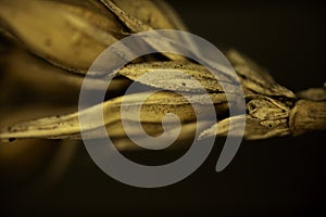 A large close-up of an ear of grain. Harvested from the field after harvest.