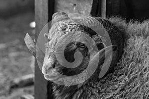 Large cloven-hoofed animal photo