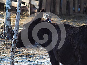 A large cloven- hoofed animal eats the bark from a tree