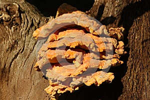 A large clump of Chicken of the woods, Laetiporus sulphureus, growing from a dead tree in woodland.