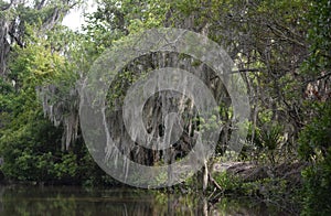 Large Clumps of Spanish Moss Hanging in the Bayou