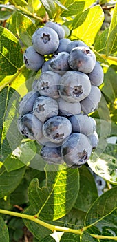 Large cluster of big blueberries growing on a blueberry bush in summer on a small family farm in USA