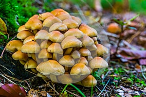 Large cluster of light brown galerina marginata mushrooms, Toxic fungus specie from Europe