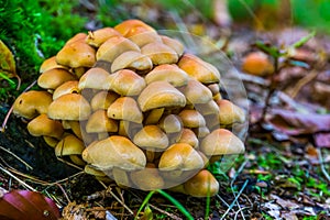 Large cluster of light brown galerina marginata mushrooms, Toxic fungus specie from Europe photo