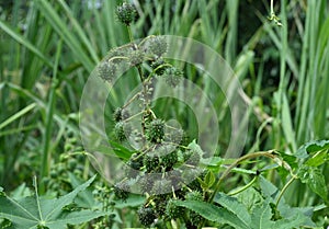 A large cluster of mature seed capsules elevated up from the on Ricinus Communis plant photo