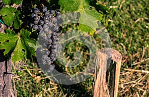 Large Cluster of Purple Grapes on the Vine in Loudon County, Virginia photo