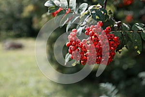 A large cluster of red mountain ash fruits on a branch with green leaves