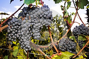 Large cluster of ripe Sangiovese grapes