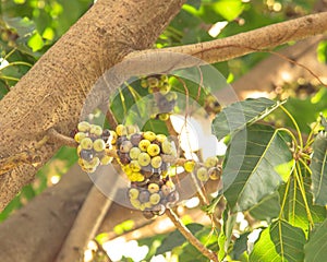 Large cluster of ripen and green heirloom Asian cluster fig or Ficus racemosa, red river fig, gular, grow on or close to tree