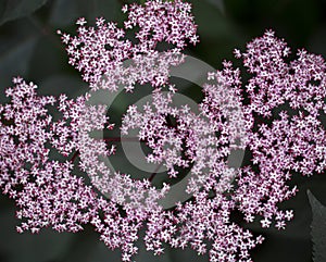 Large cluster of tiny pink star-shaped flowers with dark background