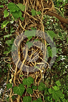 Large cluster of vined ivy roots crawling up trellis