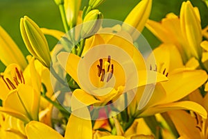 Large cluster of yellow lilies in the back garden