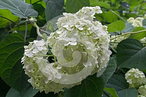 Large clusters of juicy white flowers with lemon tint of Hydrangea arborescens hanging on a stem surrounded by dense foliage.
