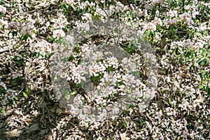 Large Clusters of Mountain Laurel in the Blue Ridge Mountains