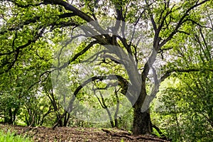 Large coast live oak tree providing shade, San Jose, south San Francisco bay area, California