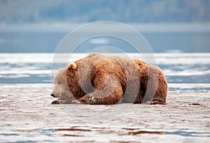 Large Coastal Brown Bear