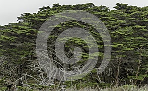 Large coastal cypress trees in Point Lobos State Reserve